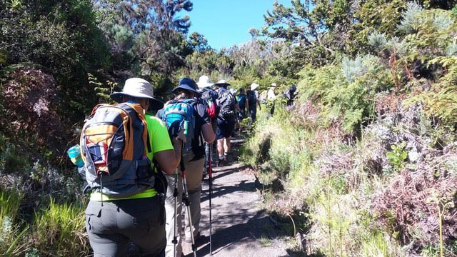 Hiking through the rainforest on Mount Kilimanjaro